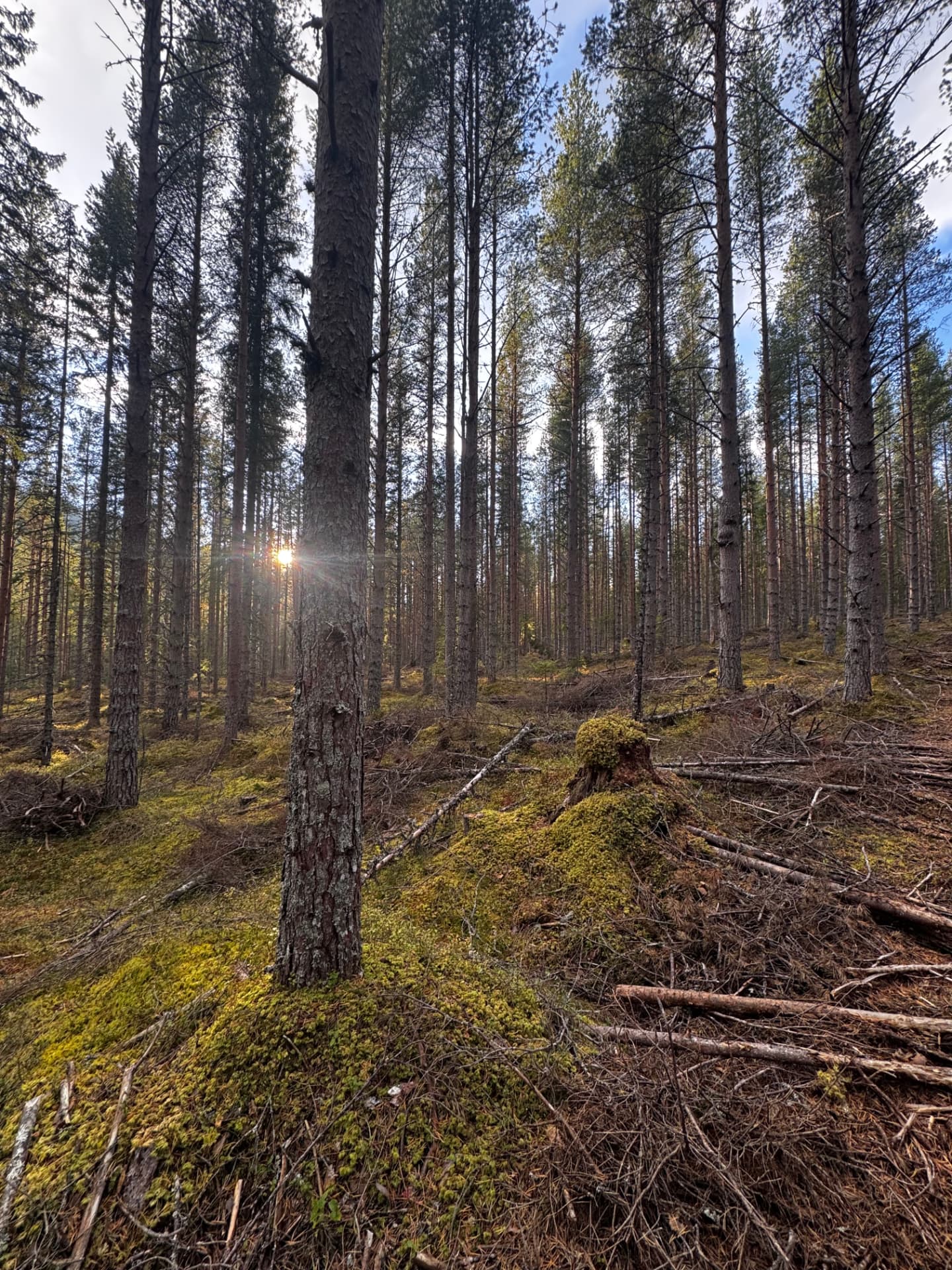 Sol som skinner inn gjennom en granskog på mosseslett